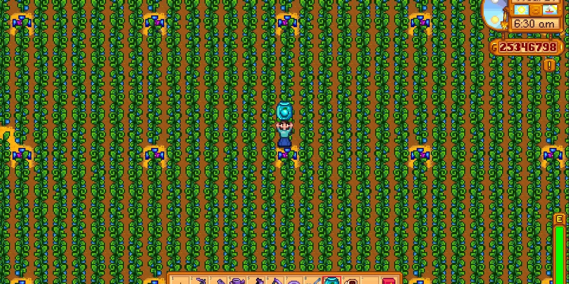 Ảnh chụp màn hình một nông trại Ancient Fruit khổng lồ phủ kín màn hình trong Stardew Valley